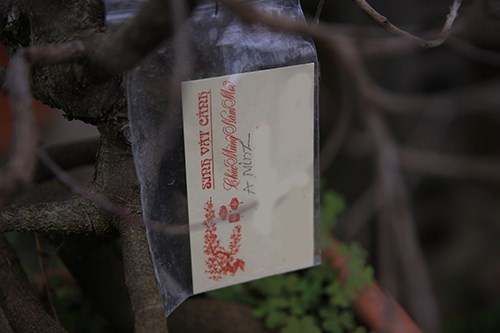 Ngắm[-]mai[-]trắng[-]giá[-]tiền[-]triệu[-]giữa[-]Thủ[-]đô[-]Hà[-]Nội